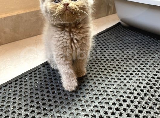 Kedi Sever Insanlara Hayırlı Olsun görsel