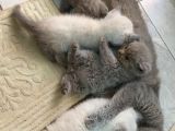 Kedi Sever Insanlara Hayırlı Olsun