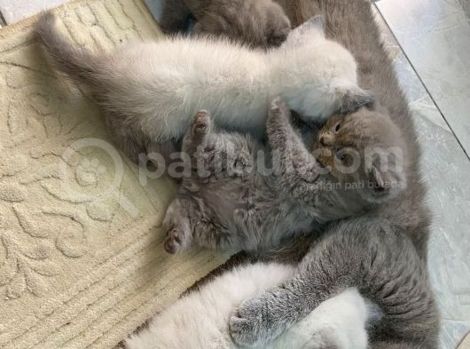 Kedi Sever Insanlara Hayırlı Olsun görsel