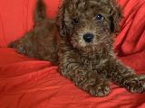 Bal Surat  Toy Poodle 