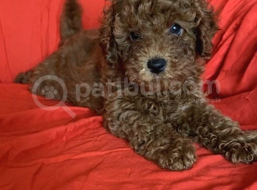 Bal Surat  Toy Poodle  görsel