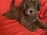 Bal Surat  Toy Poodle 