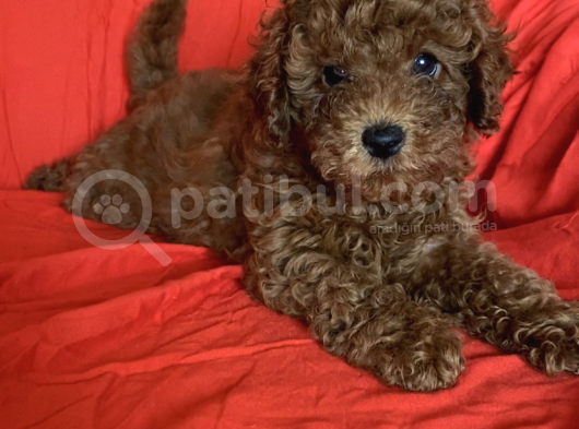 Bal Surat  Toy Poodle  görsel