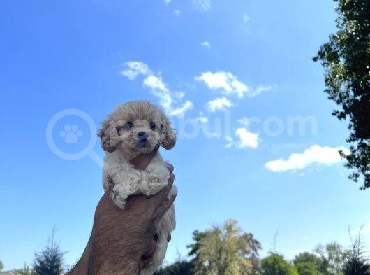 Her Ile Gönderim Sağladığımız Maltipoo Yavrular