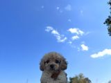 Her Ile Gönderim Sağladığımız Maltipoo Yavrular