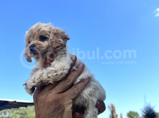 Her Ile Gönderim Sağladığımız Maltipoo Yavrular görsel