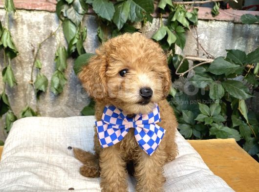 Kendi Köpeğimin Yavruları Acil Vermem Gerekiyor görsel