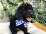 Kendi Köpeğimin Yavruları Acil Vermem Gerekiyor