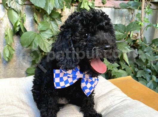 Kendi Köpeğimin Yavruları Acil Vermem Gerekiyor görsel
