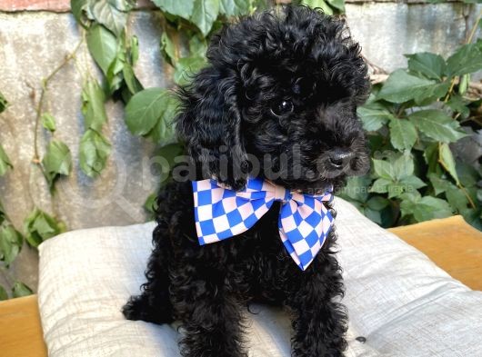 Kendi Köpeğimin Yavruları Acil Vermem Gerekiyor görsel