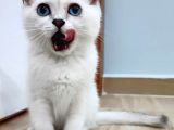 SAFKAN SHOW KALİTE BSH AS1233