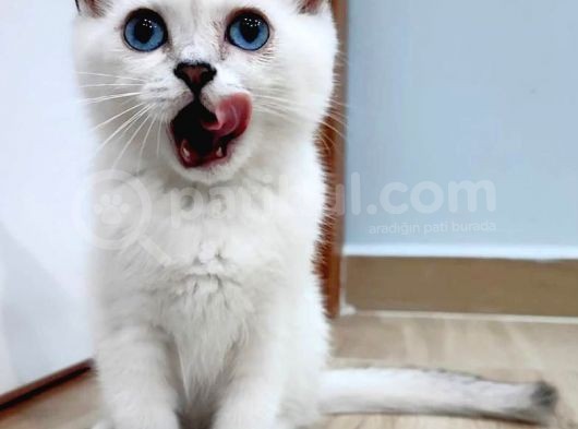 Safkan Show Kali̇te Bsh As1233