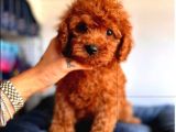 Evdeki Ses Poodle