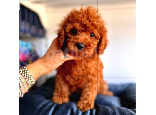 Evdeki Ses Poodle görsel