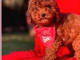 Sütlü Çikolatam Poodle