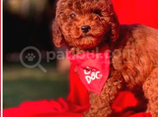 Sütlü Çikolatam Poodle görsel