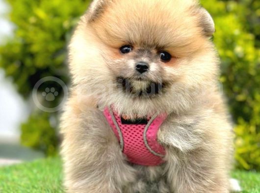 Safkan Pomeranian Boo Yavrularımız görsel