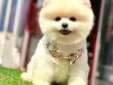 Safkan Pomeranian Boo Yavrularımız