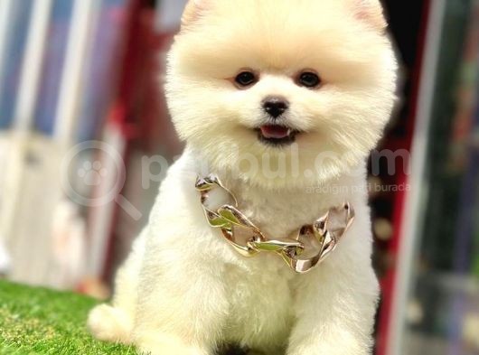 Safkan Pomeranian Boo Yavrularımız görsel