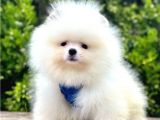 Safkan Pomeranian Boo Yavrularımız