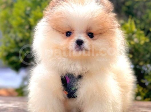 Safkan Pomeranian Boo Yavrularımız
