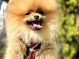 Kusursuz Güzellikte Olan Pomeranian Yavrularımız 