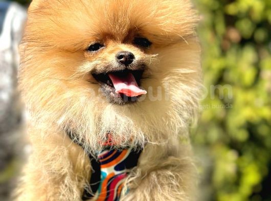 Kusursuz Güzellikte Olan Pomeranian Yavrularımız  görsel