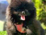 Farklı olmayı sevenlere show kalitede  pomeranian