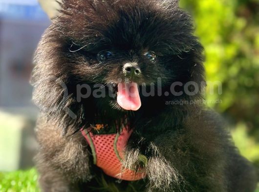 Farklı Olmayı Sevenlere Show Kalitede  Pomeranian