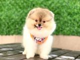 Mini Minnoş Bir Bella