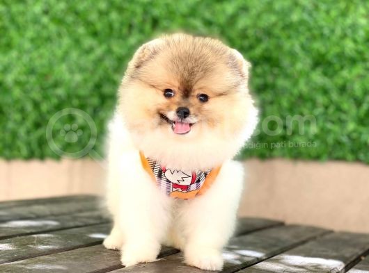 Mini Minnoş Bir Bella görsel