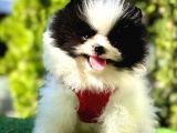 Farklı Olmayı Sevenlere Show Kalitede  Pomeranian