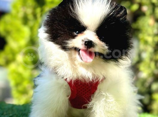 Farklı Olmayı Sevenlere Show Kalitede  Pomeranian görsel