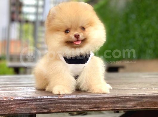 Prensesim Minnie görsel