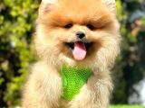 Yasal üretim çifliğinden  show kalite pomeranian