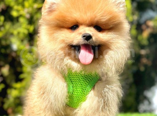 Yasal Üretim Çifliğinden  Show Kalite Pomeranian