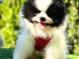 Farklı Olmayı Sevenlere Show Kalitede  Pomeranian
