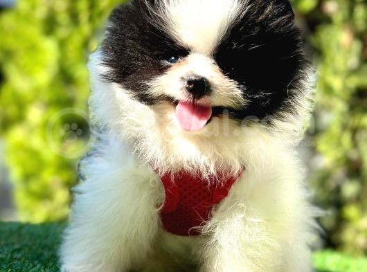 Farklı Olmayı Sevenlere Show Kalitede  Pomeranian görsel