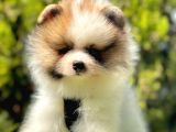 Renklerin En Güzel Tonundan Tedy Pomeranian