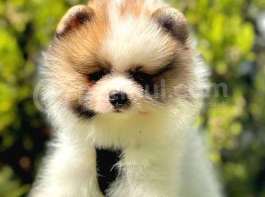 Renklerin En Güzel Tonundan Tedy Pomeranian görsel