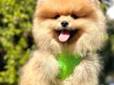 Yasal Üretim Çifliğinden  Show Kalite Pomeranian