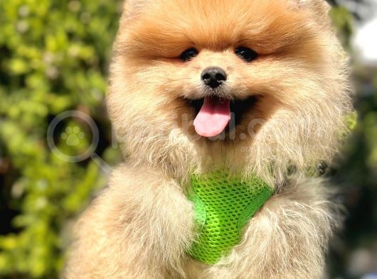 Yasal Üretim Çifliğinden  Show Kalite Pomeranian görsel