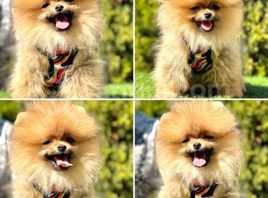 Süper Pomerani̇an Boo Bebekler görsel
