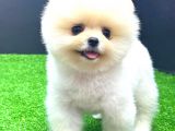 Ayi Surat Di̇şi̇ Pomerani̇an Boo