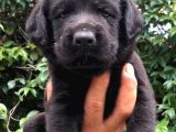 Labrador Yavruları