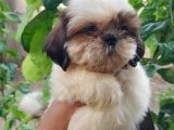 Shih Tzu Yavrular