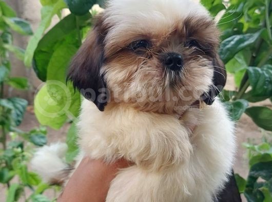 Shih Tzu Yavrular görsel