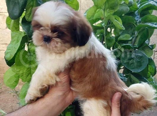 Shih Tzu Yavrular görsel