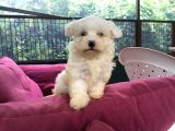 Maltese Terrier Yavrular