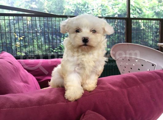 Maltese Terrier Yavrular görsel